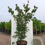 Cornus k. 'Blue Shadow' 150-175 cm 50L