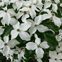 Cornus k. 'Nicole' 60-80 cm 20L breed