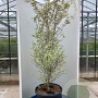 Cornus k. 'Re Tivano' 150-175 cm cont. 80L