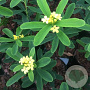 Daphne gemmata 'Royal Crown' 40-50 cm 20L
