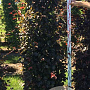 Fagus syl. 'Atropunicea' 200x100x30 container Haagelement 100Bx40D