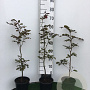 Fagus syl. 'Atropunicea' 40-60 cm 4,0L struik