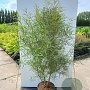 Frangula alnus 'Aspleniifolia' 175-200 cm cont. 80L