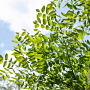 Gymnocladus dioica 100-125 cm 20L beveerd 