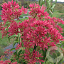 Heptacodium micon. Temple of Bloom 80-100 cm 20L