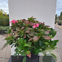 Hydrangea macrophylla 'Blackberry Pie'® 60-80 cm 20L breed