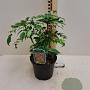 Mahonia 'Cabaret' 60-70 cm 20L