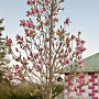 Magnolia 'Daybreak' 60-80 cm 20L breed