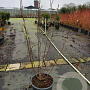 Magnolia soulangeana 100-125 cm 20L