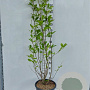 Magnolia soulangeana 150-175 cm 20L