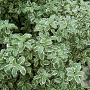 Pittosporum ten. 'Silver Queen' 60-80 cm 20L breed