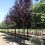 Prunus cer. 'Nigra' 250-300 cm cont. 130L