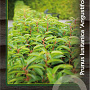 Prunus l. 'Angustifolia' 125-150 cm 20L