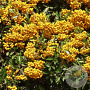 Pyracantha Saphyr Jaune 175-200 cm 20L 3 stok