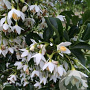 Styrax jap. Snowcone 200-250 cm 35L beveerd 