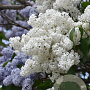 Syringa v. 'Alba' plantgoed wortelgoed