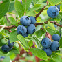 Vaccinium myrtillus P9