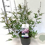 Vitex agnus-castus 'Santamaria' 100-125 cm 20L