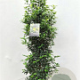 Prunus l. 'Angustifolia' 125-150 cm 15L