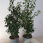 Prunus l. 'Angustifolia' 80-100 cm 7,5L