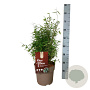 Fargesia 'Red Dragon' 40-60 cm 6,5L