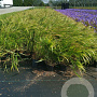 Hakonechloa macra GM P9