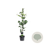 Ginkgo biloba 80-100 cm 5,0L