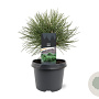 Pinus nigra 'Nana' 20-25 cm 3,0L