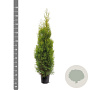 Thuja occidentalis 'King of Brabant' 150-175 cm 10L