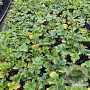 Acanthus mollis GM 2,0L