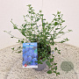 Ceanothus thyrsiflorus repens 25 cm 2,5L