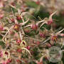 Epimedium 'Domino' GM P9