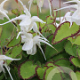 Epimedium gr. 'Bandit' GM P9