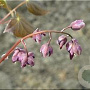 Epimedium gr. 'Rubinkrone' GM P9
