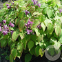 Epimedium gr. 'Shiho' GM P9
