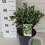Euonymus jap. 'Kathy' 30-35 cm 5,0L