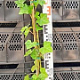 Hedera hibernica 150-175 cm 3,0L met stok