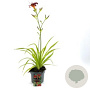 Hemerocallis 'Sammy Russell' GM  P11