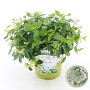 Hydrangea Runaway Bride 30-40 cm 6L