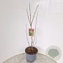 Koelreuteria paniculata 80-100 cm 10L