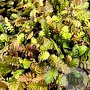 Leptinella dioica GM P9