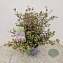 Lophomyrtus ralphii 'Purpurea Nana' 30-40 cm 2,5L