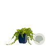 Lysimachia nummularia GM  P11