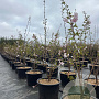 Prunus 'Accolade' 150-175 cm 40L meerstammig