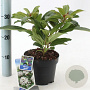 Viburnum davidii 20-25 cm 2,0L