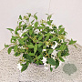 Viburnum plic. 'Watanabe' 30 cm 7,5L
