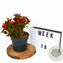 Weigela All Summer Red 25-30 cm 3,0L