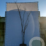 Albizia julibrissin 300-350 cm draadkluit meerstammig