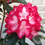 Rhododendron 'Lumie' 60-70 cm 20L