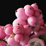 Symphoricarpos doorenbosii Magical Temptation 25-30 cm 2,0L